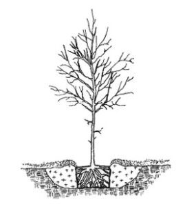 2019 october tree planting