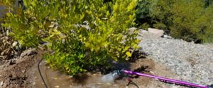 Water flowing from a watering wand into a basin around a texas mountain laurel shrub.