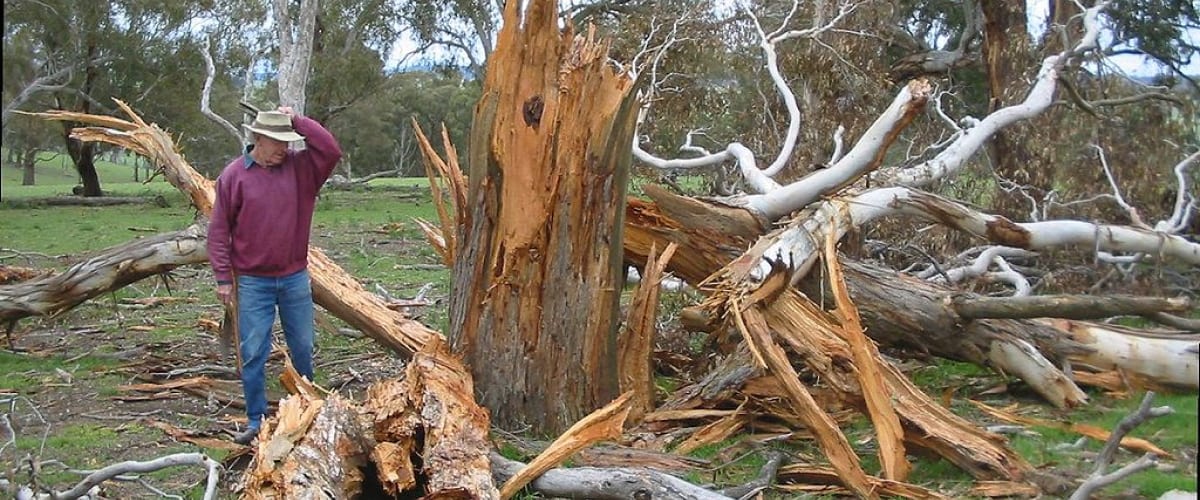 A tree struck by a lightning.