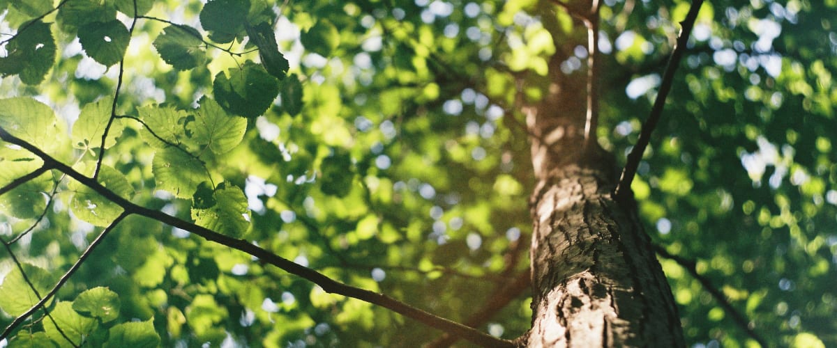 Top part of a tree.