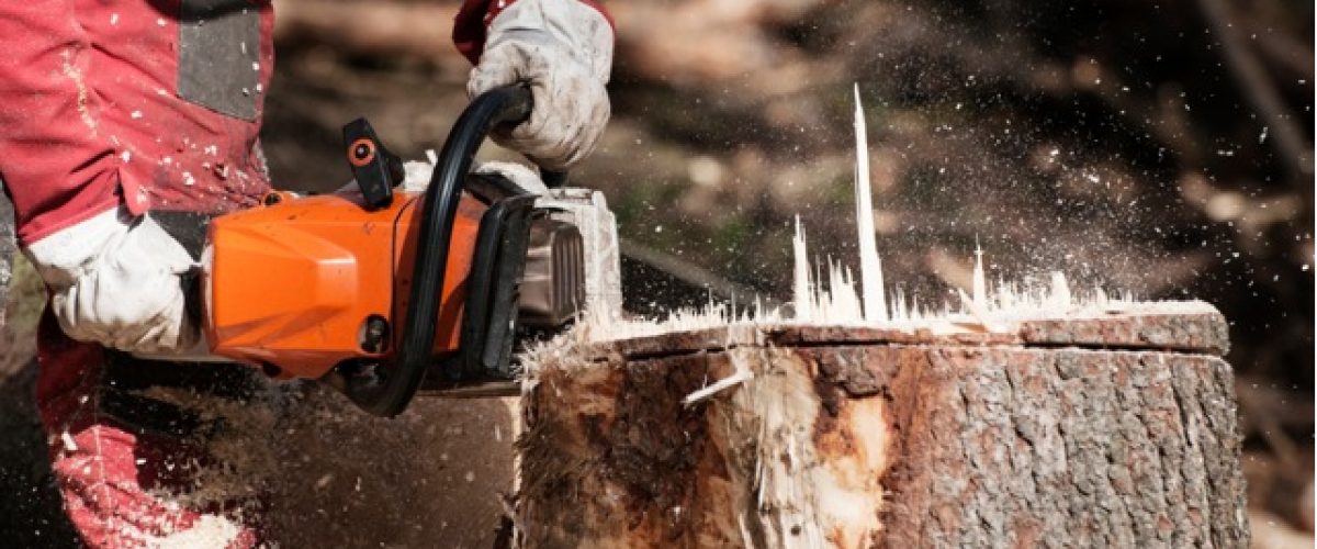 A tree trunk being cut.