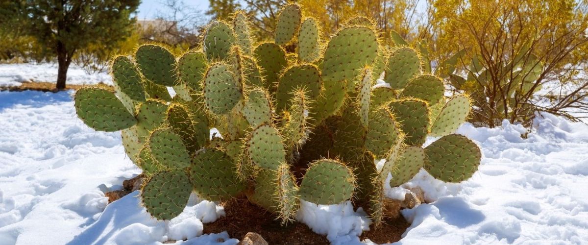 A cactus in the middle of a snow-covered lawn.