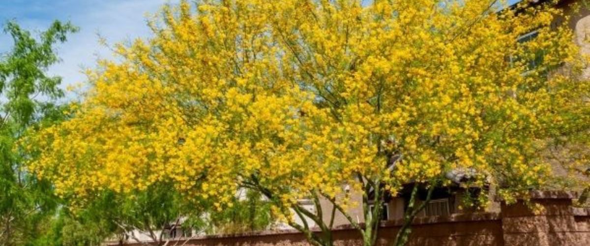 Palo verde trees lined up on a sidewalk in phoenix.