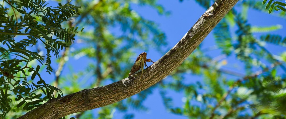 Cicada in a tree branch,