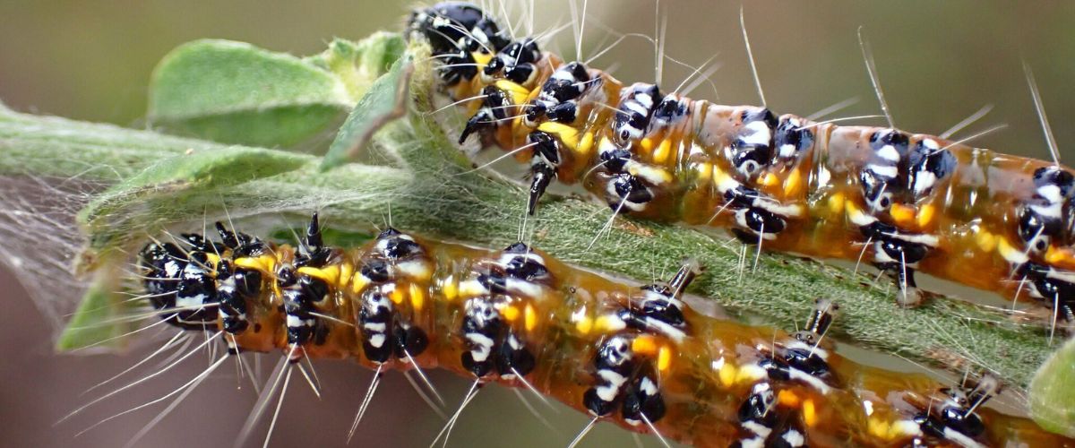 Titan blog featured 2020 may genista moth larvae