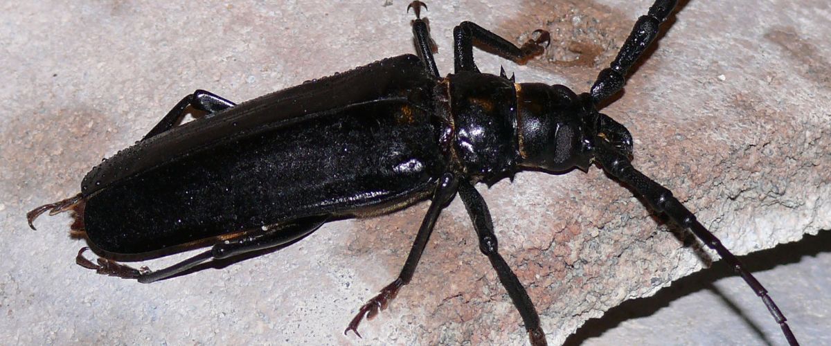 Palo verde borer closeup.