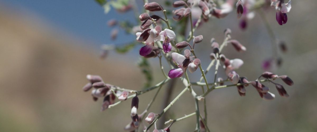 Close up of an ironwood blooms.