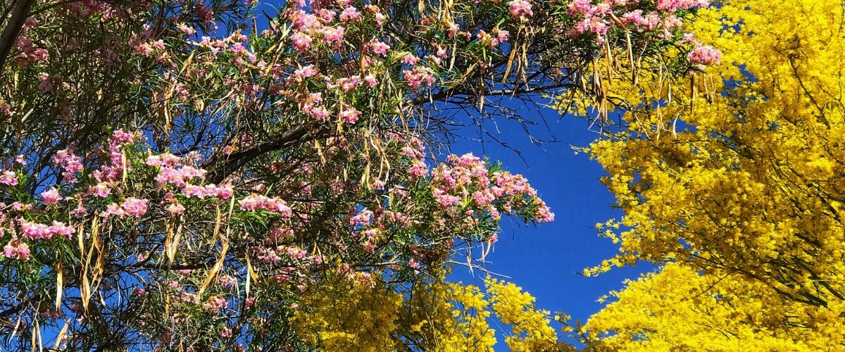 How To Prevent Messy Trees From Dropping Tree Litter Titan Tree Care