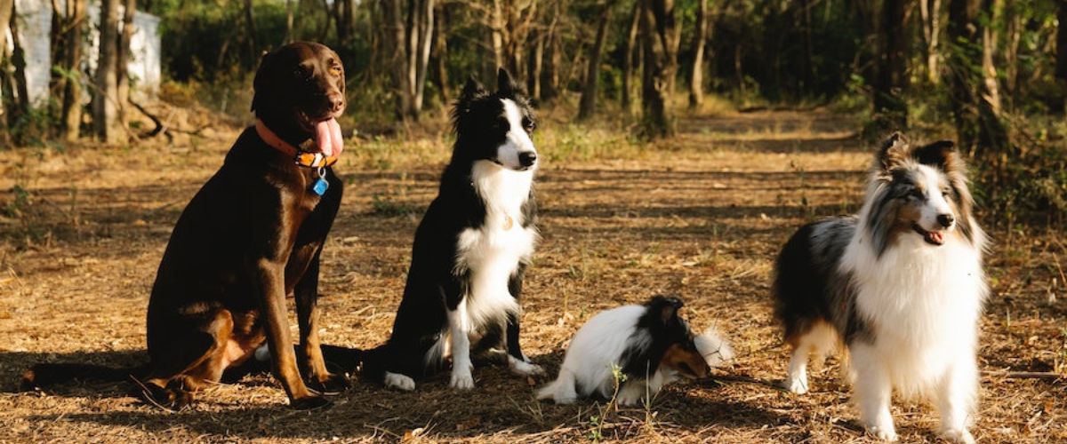 Dogs sitting on the ground staring at the camera in a pet-friendly yard.