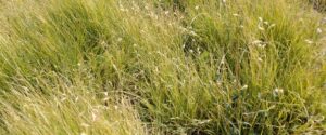 A view of a thick patch of wheat-colored buffelgrass.