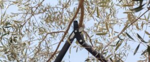 A man uses loppers to prune an olive tree in north phoenix.