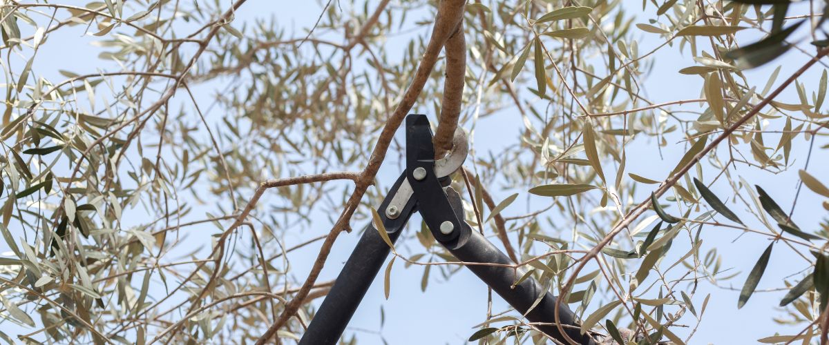 A man uses loppers to prune an olive tree in north phoenix.