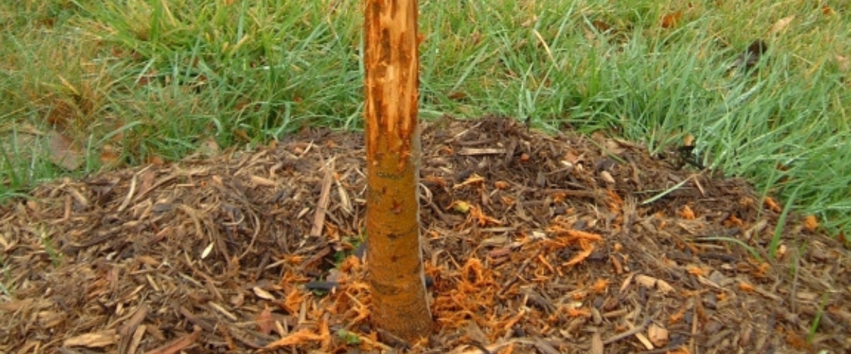 A close-up of woodpecker damage on a tree in anthem, arizona. The bark is chipped and damaged, revealing light-colored wood underneath.