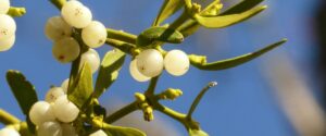 Closeup of a mistletoe plant with small white berries in winter, near phoenix, arizona.