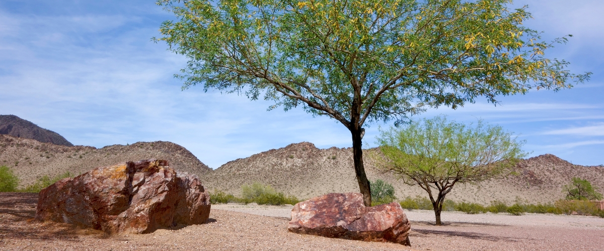 Tall mesquite tree in north phoenix backyard showing signs of drought stress with yellowing leaves.