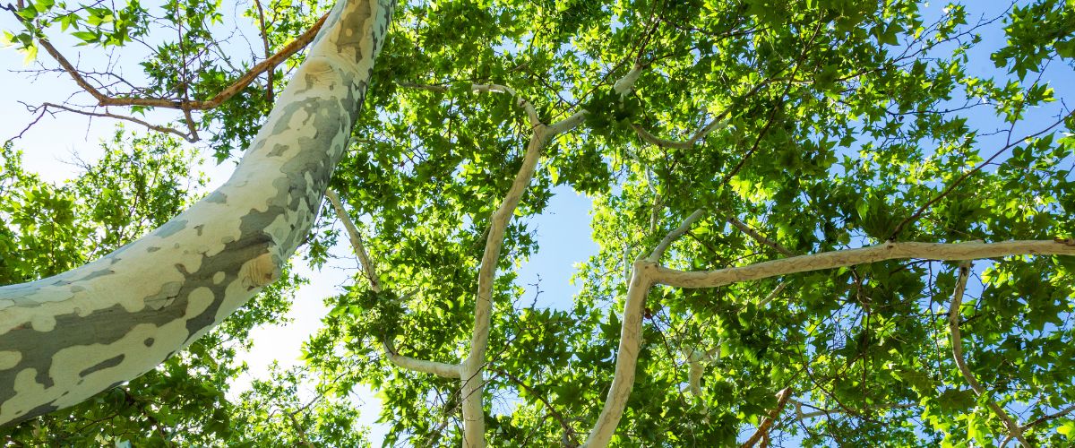 Sunlight streaming through an arizona sycamore tree in phoenix.