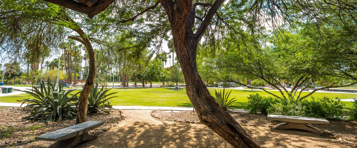 Large mesquite tree providing dappled shade over a park bench in a phoenix garden.