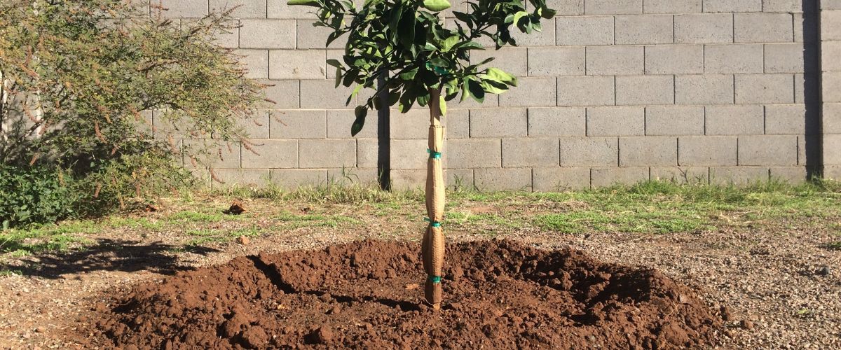 A young orange tree, recently planted in a residential yard in northern phoenix.