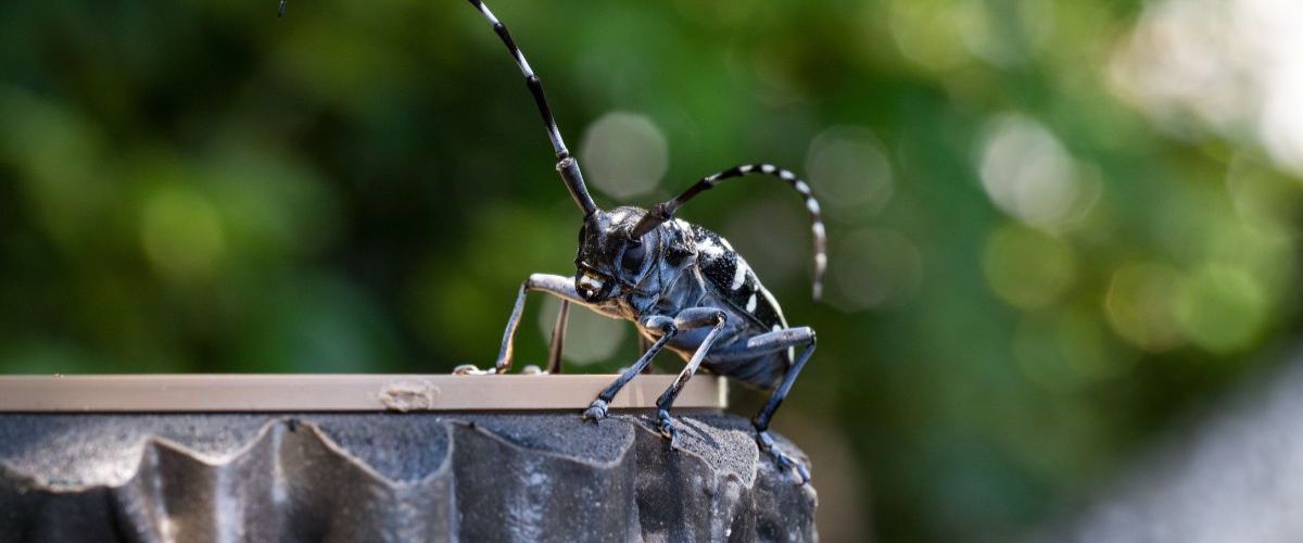 An asian longhorned beetle with its distinctive black body with white spots in a north phoenix garden.