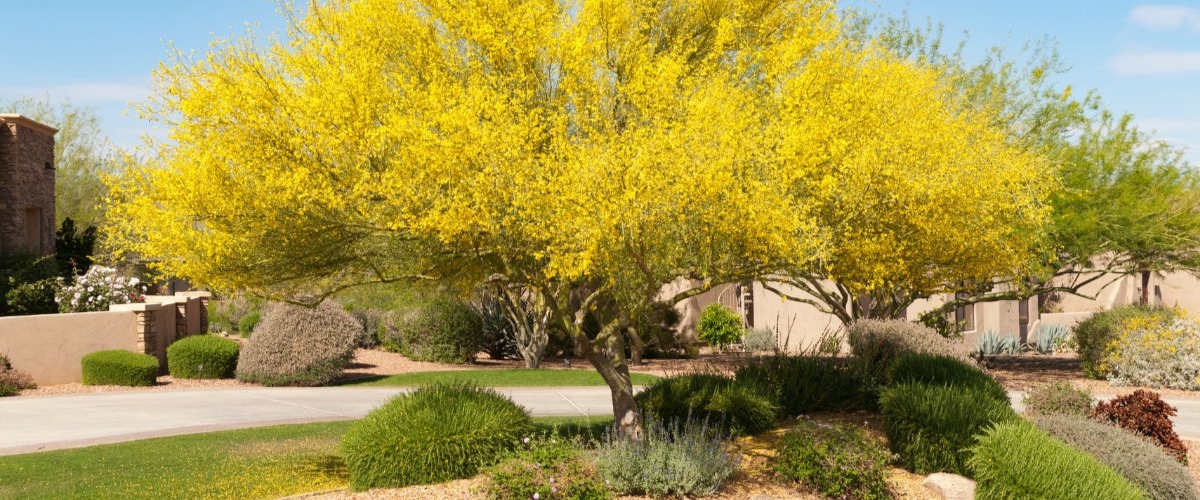 A vibrant yellow palo verde tree stands tall in a lush, green phoenix landscape.