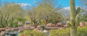 Stunning north phoenix desert landscape featuring saguaro cactus, palo verde trees, and drought-tolerant plants that survive harsh arizona conditions.
