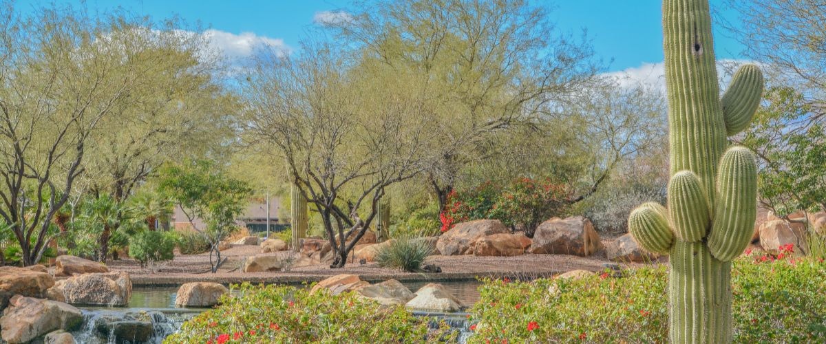 Stunning north phoenix desert landscape featuring saguaro cactus, palo verde trees, and drought-tolerant plants that survive harsh arizona conditions.
