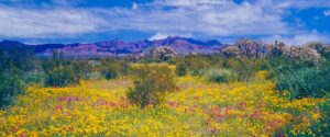Yellow and pink wildflowers blooming across the arizona desert in spring with cholla cactus and mountains in the background.