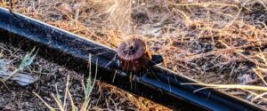 Close-up of drip irrigation emitter on black tubing delivering water to desert tree base in north phoenix yard with mulch ground cover.