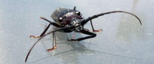 Close-up of adult palo verde beetle with long antennae on a reflective surface in sunlight