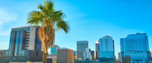 A palm tree with brown, sun-scorched fronds stands in front of the downtown phoenix skyline under a clear blue summer sky.