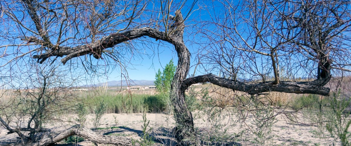 Titan blog featured 2026 mar mesquite tree leavesout