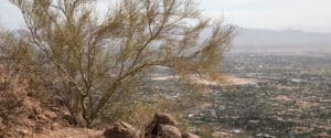 A heat-stressed palo verde tree with sparse, thinning yellow-green foliage standing on a rocky desert hillside overlooking the north phoenix valley, with mountains visible in the hazy distance.