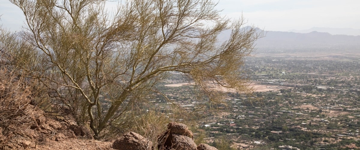 Titan blog featured 2026 may heatstressed paloverde tree