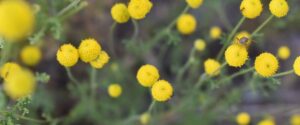 Stinknet, an invasive plant in arizona, grows with small yellow globes as flowerheads.