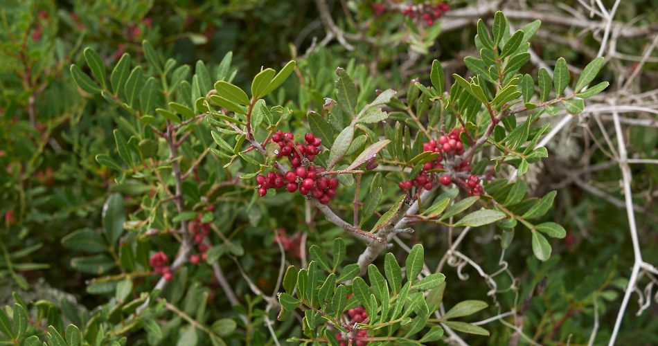 Small red fruit and dark green foliage on a mastic tree, another best tree for phoenix, arizona and the surrounding areas.