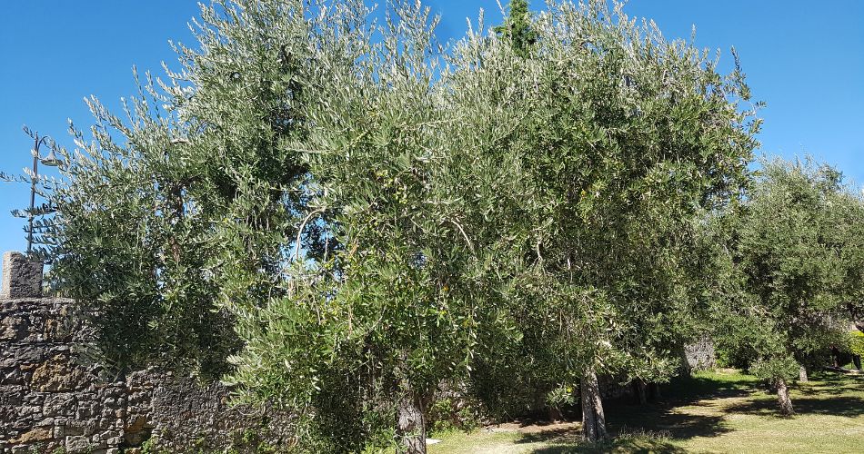 Another best tree for phoenix, olive trees grow in an open area near a short wall.