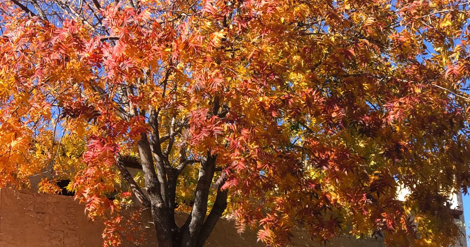 The red push pistache, a non-native tree with orange fall foliage grows in a residential arizona yard, another of the best trees for phoenix.