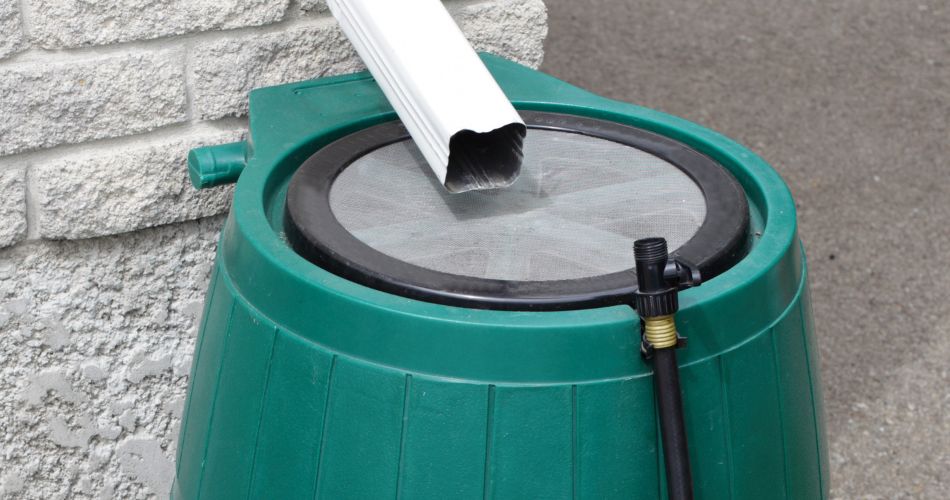 A rainwater barrel under a gutter with a screen to keep out debris, animals, and insects.