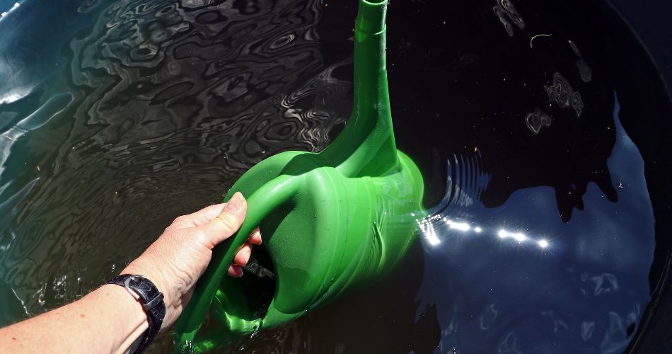 A watering can is dunked into a basin of water used for rainwater harvesting.