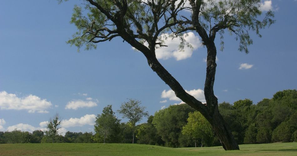 A large mesquite tree with codominant stems surrounded by other trees and green grass in the phoenix area.