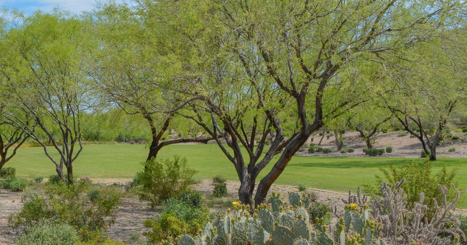 A variety of mesquite trees in a landscaped yard in the phoenix or anthem area.