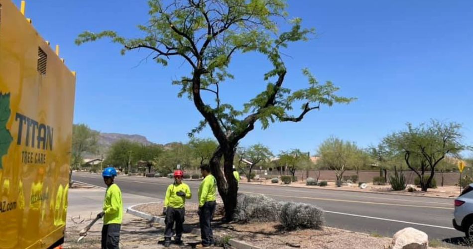 The titan tree care crew works on a tree near a road in anthem, arizona.
