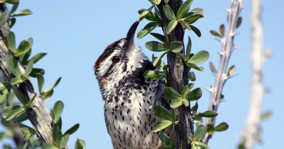 A bird rests on an ocotillo branch in the anthem, arizona area.