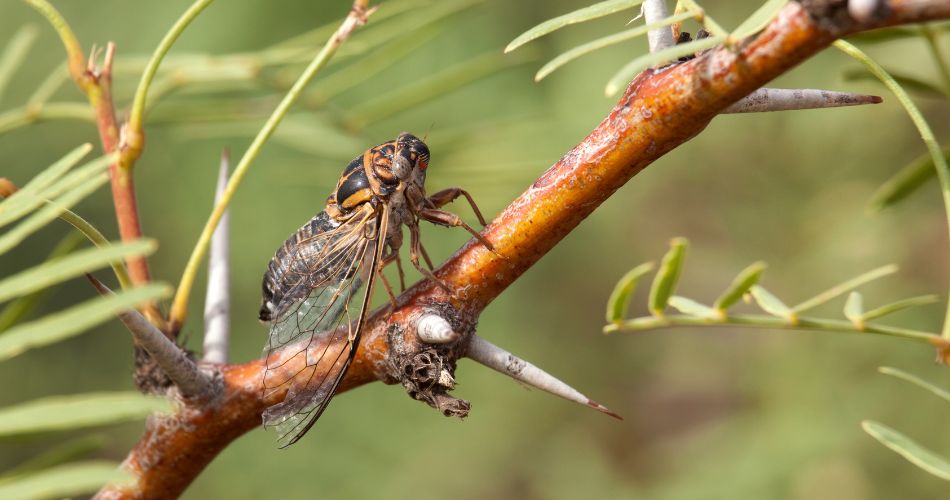 A cicada rests on a mesquite branch near thorns and leaves.