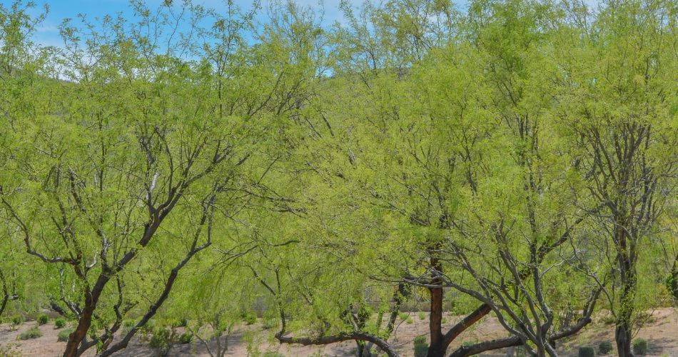 Desert trees with spring green leaves in anthem, arizona.