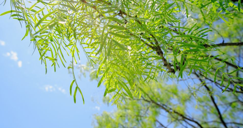 The leaves of desert trees such as mesquite trees are very small to reduce water loss by evaporation.