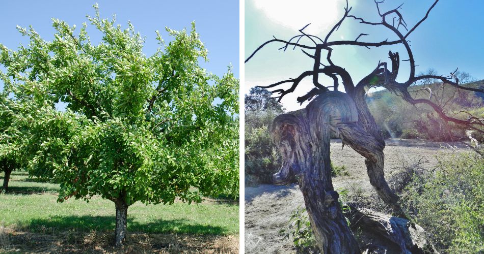 A plum tree with green leaves on the left, a very old, twisted desert ironwood tree on the right.