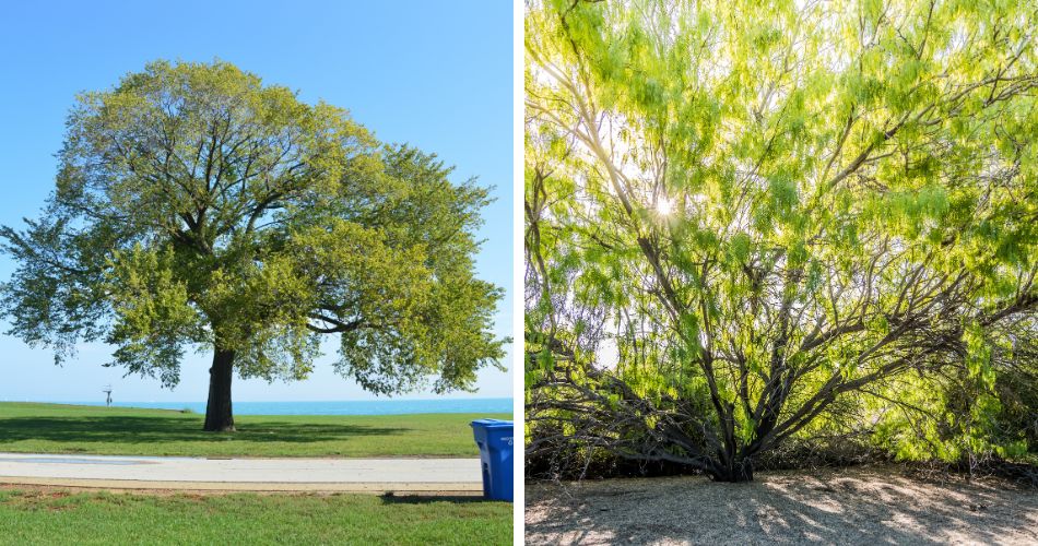 On the left, a sugar maple tree with one trunk, or stem. On the right, a mesquite tree with multiple trunks, or stems.