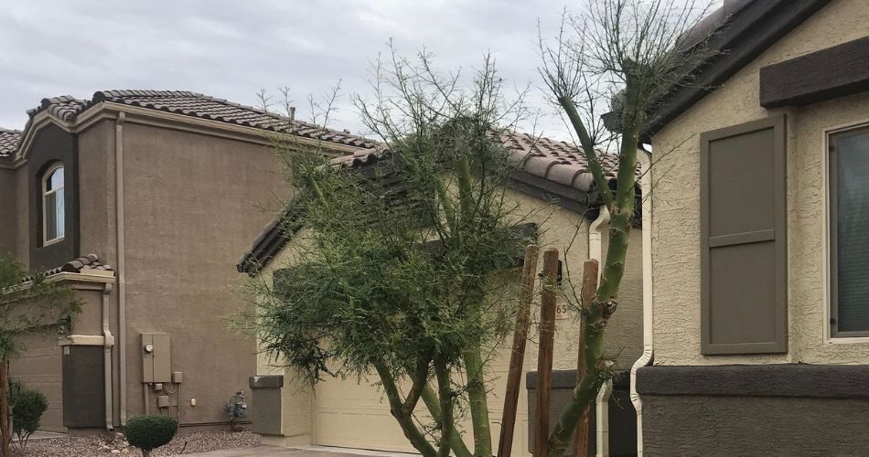 A young tree that was overpruned and topped in north phoenix.