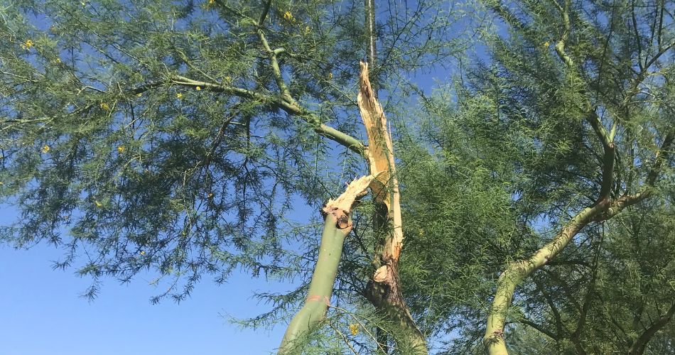 A palo verde tree with a broken limb from a monsoon storm. The broken branch should be pruned out to prevent further damage to the tree.